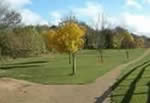 Newly planted trees at fishpool way