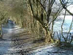 Willow Way