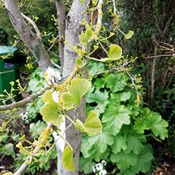 Maidenhair tree