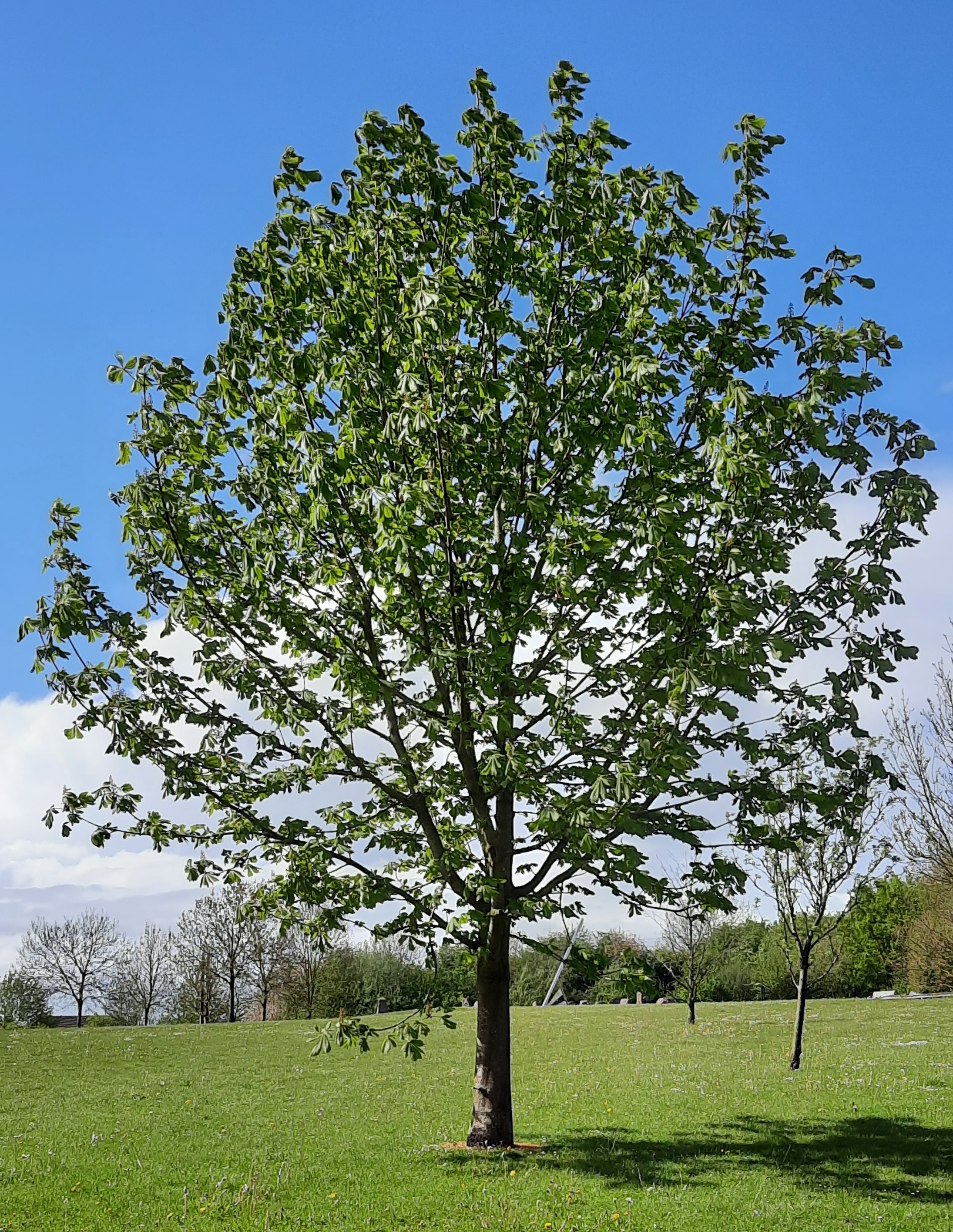 Tree2