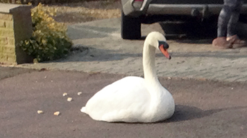 injured swan