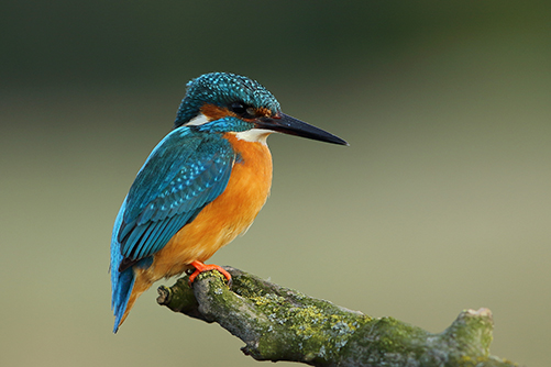 shutterstock-1