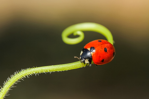 shutterstock-6